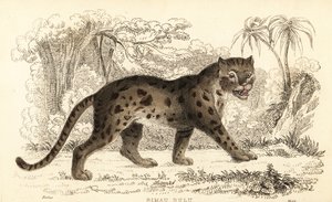 Szunda leopárdmacska, Prionailurus bengalensis subsp. sumatranus. ,1834 (metszet)