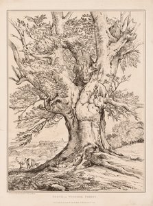 Bükk a Windsori erdőben, 1805.