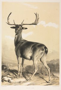 Dámvad.