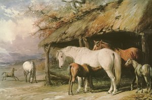 Kancák és csikók, 19. század