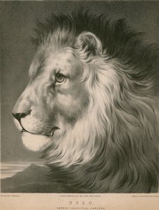 Nero, az oroszlán, Surrey Zoological Gardens, London