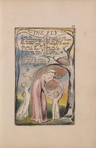 Az ártatlanság és a tapasztalat dalai, 37. lemez, A légy (Bentley 40) alkotó: William Blake