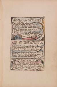 Az ártatlanság és a tapasztalat dalai, 53. lemez, Szép rózsafám, Ah! Napvirág, Lilly alkotó: William Blake