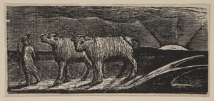 Unyokd Heifers, Loitering Homeward, a Thorntons Pastorals of Vergilből, 1821. alkotó: William Blake