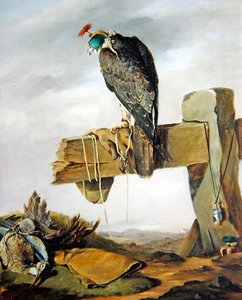 Vándorsólyom a csuklyájában egy göndörítővel a földön alkotó: William Brodrick