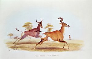 The Sassaybe and the Hartebeest, illusztráció a „Wild Sports of South Africa”-ból, W.C. Harris, 1841