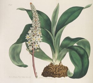 Botanikai folyóirat, 1787-1833.