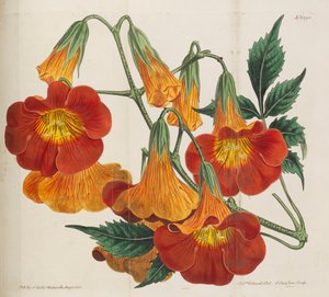 Botanikai folyóirat, 1787-1833.