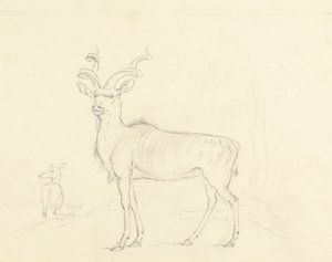 A Koodoo alkotó: William Daniell