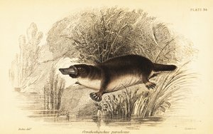 Platypus, Ornithorhynchus anatinus., 1841 (metszet)