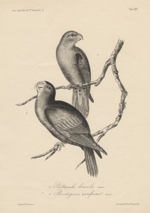 1. Psittacula lineola és 2. Brotogeris aurifrons, litho J.T. Bowen, 1850 alkotó: William E. Hitchcock