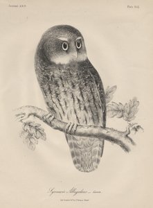Syrnium Albogularis, litho by J.T. Bowen, 1850 alkotó: William E. Hitchcock