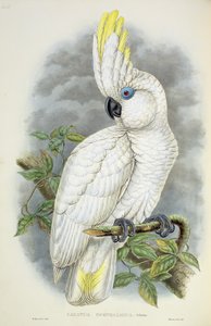 Kékszemű kakadu