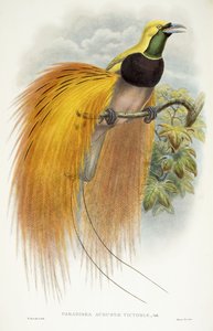 Augusta Victoria paradicsoma, 1891-1898