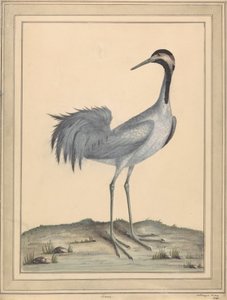 Egy daru alkotó: William Hayes