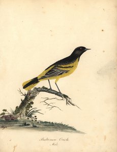 Baltimore oriole, Icterus galbula. (Baltimore oriole, Oriolus baltimore) Kézzel színezett rézmetszet Matilda Hayes illusztrációjáról William Hayes Portréja ritka és kíváncsi madarakról az Osterly Park menagery-ből, London: Bulmer