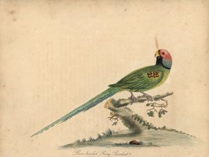 Virágfejű papagáj, Psittacula roseata. (Rózsafejű gyűrűs papagáj) Kézi színű rézmetszet William Hayes és lánya, Matilda Hayes illusztrációjáról William Hayes ritka és kíváncsi madarak portréiból az Ost menageryből