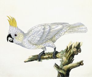 kakaó, 1779