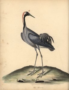 Közönséges daru, Grus grus. (Ardea grus) Kézzel színezett rézmetszet William Hayes illusztrációjáról az Osterly Park menagery ritka és kíváncsi madarak portréiból. alkotó: William Hayes