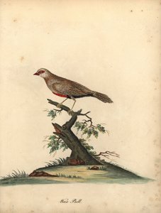 Közönséges viaszcsőrű, Estrilda astrild. (Loxia astreld) Kézzel színezett rézmetszet William Hayes illusztrációjáról az Osterly Park menagery ritka és kíváncsi madarak portréiból. alkotó: William Hayes