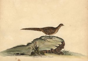 Arany- vagy kínai fácán, Chrysolophus pictus, nőstény. (Festett fácán, Phasianus pictus) Kézzel színezett rézmetszet Ann és Emily Hayes illusztrációjáról William Hayes Portréja ritka és kíváncsi madarakról az Osterly menageryből