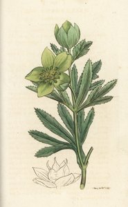 Zöld hunyor, Helleborus viridis. Kézzel színezett rézmetszet James Sowerbytől, James Smith English Botany, London