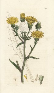 Hawkweed ökörnyelv, Picris hieracioides. Kézzel színezett rézmetszet James Sowerbytől, James Smith English Botany, London