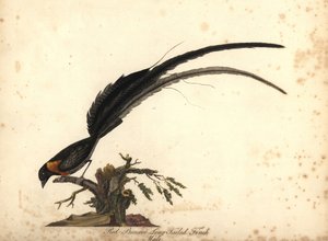 Hosszúfarkú paradicsom Whydah, Vidua paradisaea, hím. (Vörösmellű, hosszúfarkú pinty, Emberiza paradisaea) Kézzel színezett rézmetszet William Hayes illusztrációjáról: Ritka és kíváncsi madarak portréi az Osterly Park menázsából, Lo alkotó: William Hayes