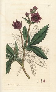 Marsh cinquefoil, Comarum mocsár. Kézzel színezett rézmetszet James Sowerbytől, James Smith English Botany, London alkotó: William Hayes