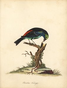 Paradise tanager, Tangara chilensis. (Tanagra tatao) Kézzel színezett rézmetszet William Hayes illusztrációjáról az Osterly Park menagery ritka és kíváncsi madarak portréiból (London: Bulmer)