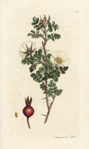 Pink burnet, Rosa spinosissima. Kézzel színezett rézmetszet James Sowerbytől, James Smith English Botany, London alkotó: William Hayes