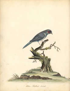 Vörös pofájú cordonbleu, Uraeginthus bengalus. (Kékhasú pinty, Fringilla benghalus.) Kézzel színezett rézmetszet William Hayes illusztrációjáról az Osterly Park menagery ritka és kíváncsi madarak portréiból (London: Bulmer) alkotó: William Hayes