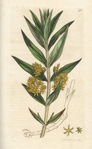 Bojtos lazafaj, Lysimachia thyrsiflora. James Sowerby kézi színű rézmetszet, James Smith English Botany, London alkotó: William Hayes