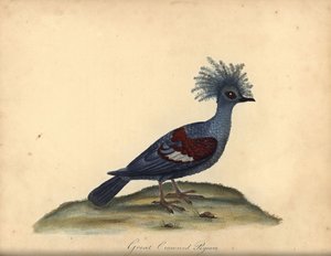 Nyugati koronás galamb, Goura cristata. (Nagy koronás indiai galamb, Columba coronata). Sebezhető. Kézzel színezett rézmetszet William Hayes illusztrációjáról az Osterly Park menagery ritka és kíváncsi madarak portréiból (London: