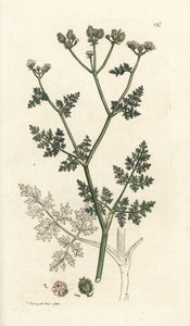 Fehér csipkevirág, Orlaya grandiflora (Small caucalis vagy basard petrezselyem, Caucalis daucoides). Kézzel színezett rézmetszet James Sowerbytől, James Smith English Botany, London