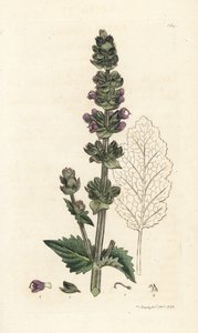 Vad angol clary, Salvia verbenaca. James Sowerby kézi színű rézmetszet, James Smith English Botany, London