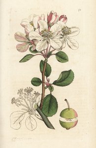 Vadalma vagy rákfa, Malus domestica (Pyrus malus). James Sowerby kézi színű rézmetszet, James Smith English Botany, London