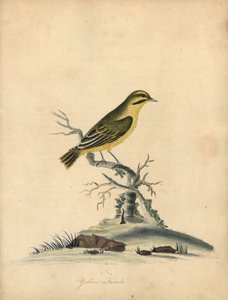 Sárga pinty, Fringilla butyracea. Kihalt? Kézzel színezett rézmetszet William Hayes illusztrációjáról az Osterly Park menagery ritka és kíváncsi madarak portréiból (London: Bulmer)