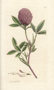 Cikcakkos lóhere vagy lóhere, Trifolium medium. Kézzel színezett rézmetszet James Sowerbytől, James Smith English Botany, London