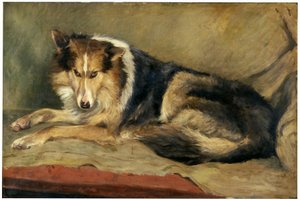 Collie kutya
