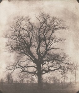 Egy tölgyfa télen, 1892-93 körül (kalotípus negatív)