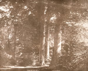 Bükkfák, Lacock Abbey, 1844 körül (szépia fotó) alkotó: William Henry Fox Talbot
