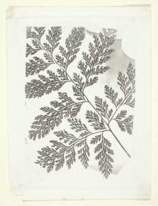 Páfrányfenyő ága alkotó: William Henry Fox Talbot