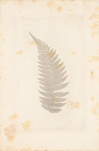 [Far] alkotó: William Henry Fox Talbot