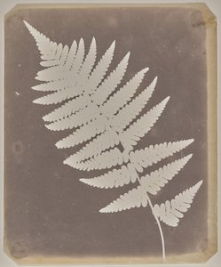 [Páfrány] alkotó: William Henry Fox Talbot
