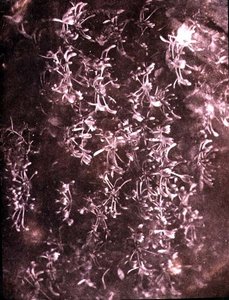 Lonc, 1840. június (szépia fotó) alkotó: William Henry Fox Talbot