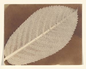 [Lap] alkotó: William Henry Fox Talbot