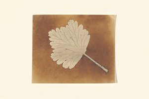 [Blatt]