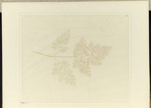 Egy növény levele alkotó: William Henry Fox Talbot