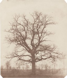 Tölgyfa alkotó: William Henry Fox Talbot